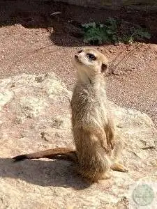 Erdmännchen im Tierpark München sitzt aufrecht