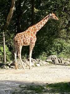 Giraffe im Tierpark Hellabrun