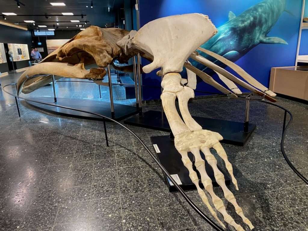 Finwal Skelett im zoologischen Museum Hamburg
