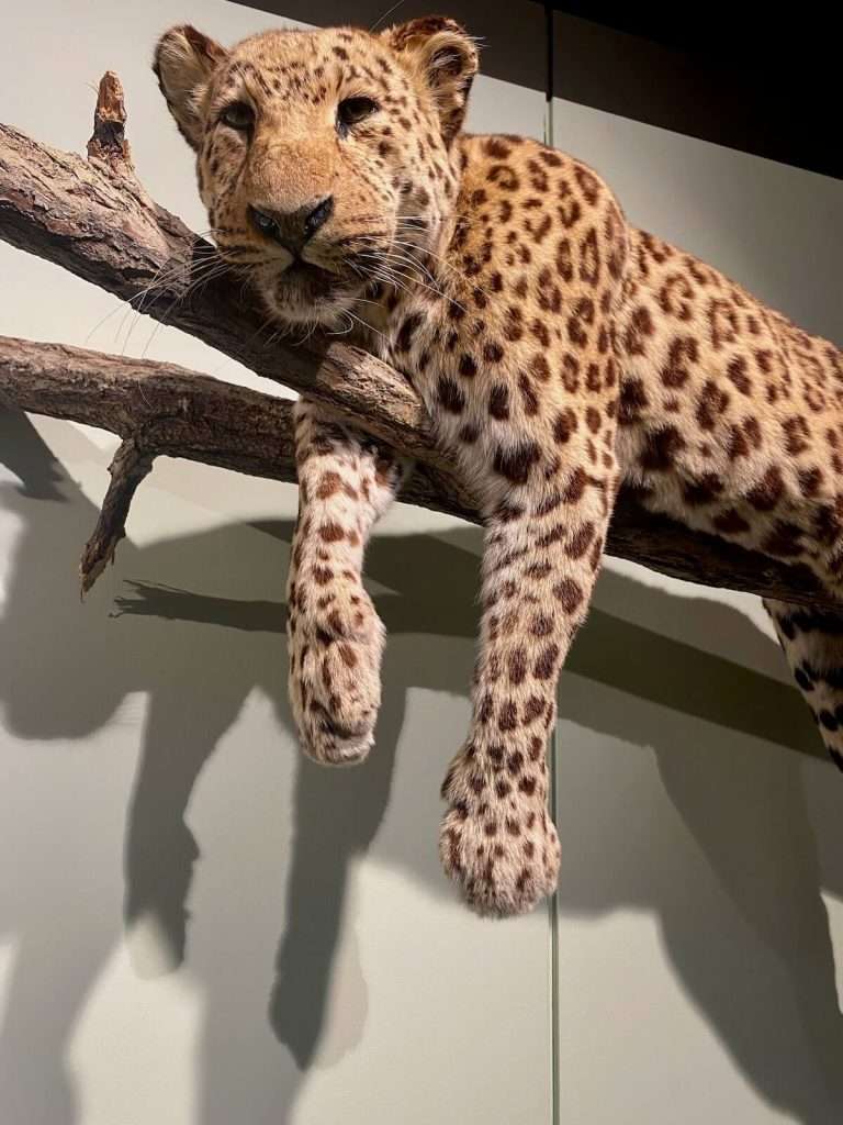 zoologischen Museum - Jaguar am Baumstamm
