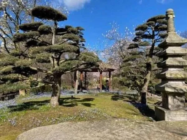 Traditioneller japanischer Garten mit sorgfältig gepflegten Bonsai-Bäumen, Steinlaterne und Pavillon bei schönem Wetter.