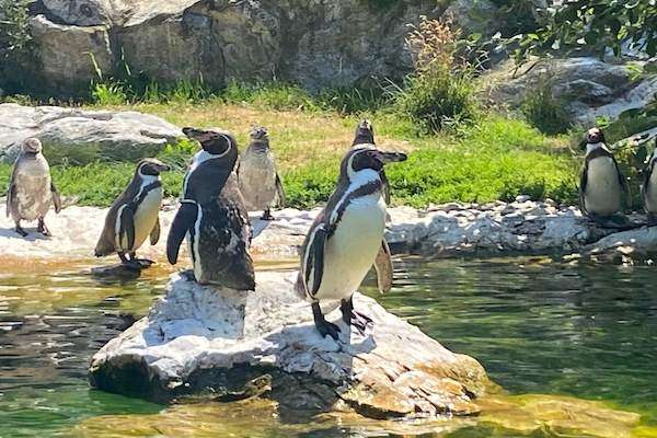 Pinguine im Tiergarten Schönbrunn in Wien.mit Kindern eine tolle Ausflugsmöglichkeit.