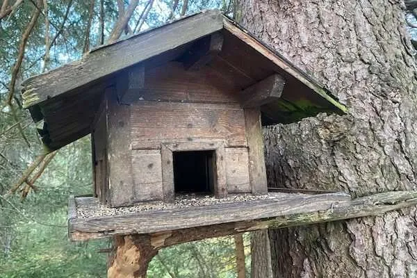Im Wald ein braunes Vogelhäuschen füllen mit Vogelfutter