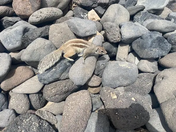 Atlashörnchen in Fuerteventura mit Kindern