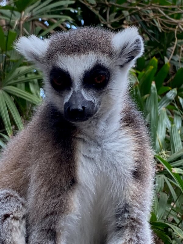 Lemur im Oasis Park in Fuerteventura