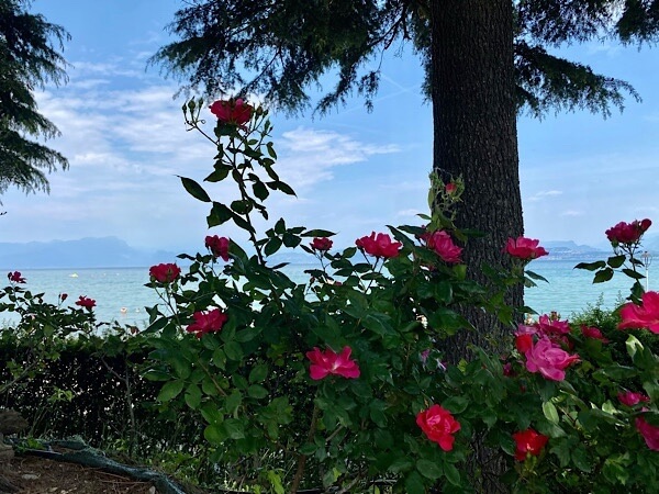 Blick durch Rosen und vorbei an einem Baum auf den Gardasee