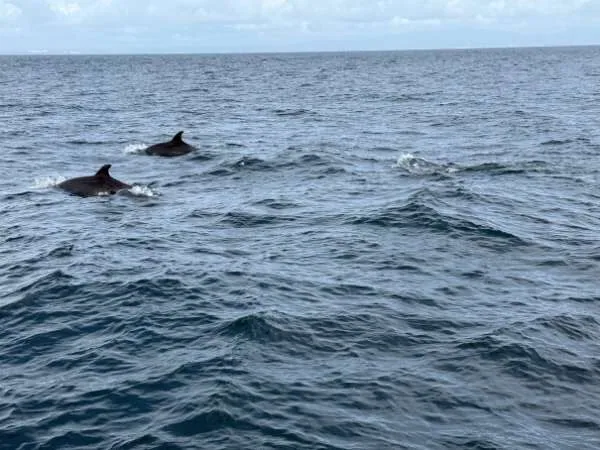 Delfine im Meer schwimmend