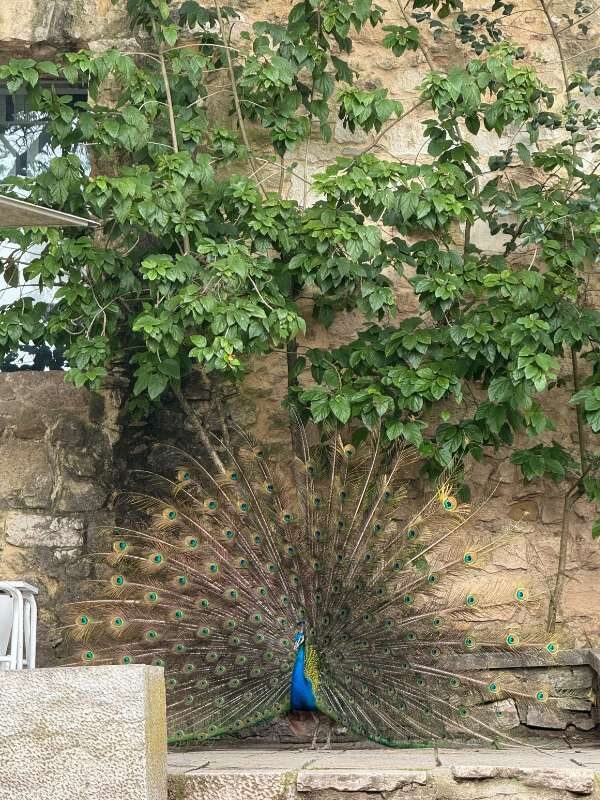 Pfau auf der Burgmauer mit offenem Rad