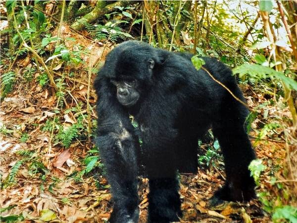 Gorilla in Uganda