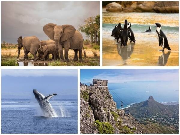 Collage von Bilder aus Südafrika mit Pinguinen, Elefanten, Wal und Tafelberg