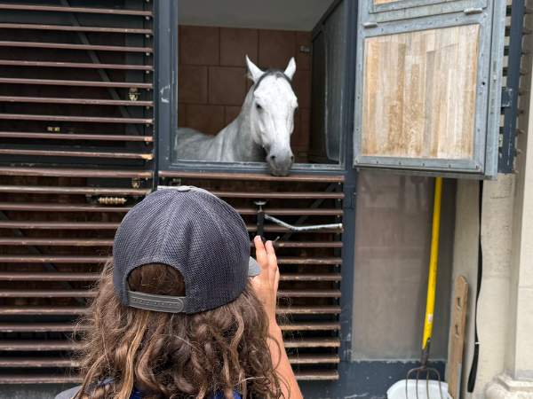 Ein Lipizzaner, der aus seiner Box heraus schaut.