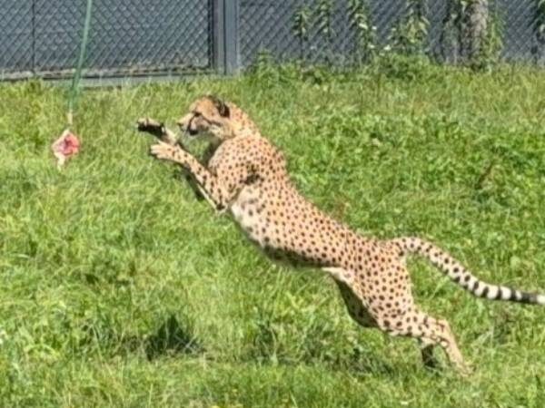 Gepard am Sprung um sein Fleisch zu fassen