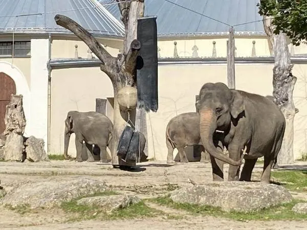 3 Elefanten in einem Gehege im Zoo