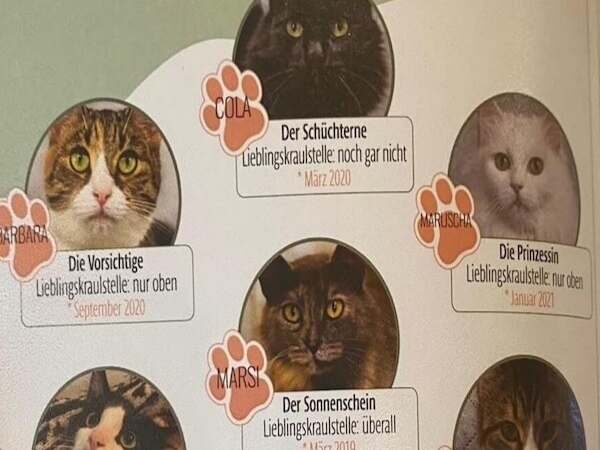 Katzencharaktere mit Lieblingskräuzstellen, spezielle Katzenporträts, Tierbeschreibungen, Tierliebe, Haustiere, Katzenportraits, Tierstil, Haustierbild, Katzenblicke, Tiermomente.