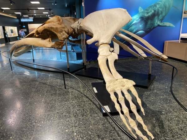 Großes Dinosaurier-Skelett
