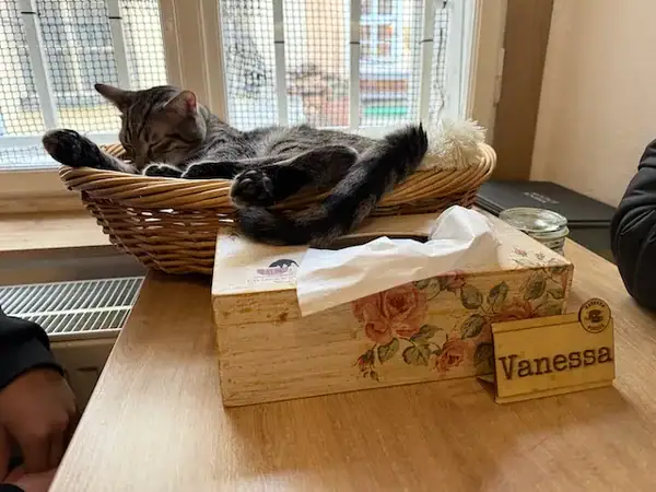 Entspannende Katze auf einem Korb im Café in Prag mit Blick auf die Stadt im Hintergrund, ideal für Familien und Tierliebhaber.