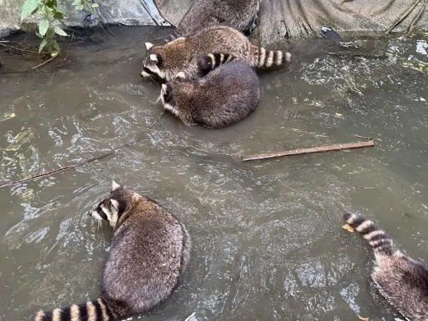 Waschbären beim Baden im Wasserbecken im Tierpark Buchenberg