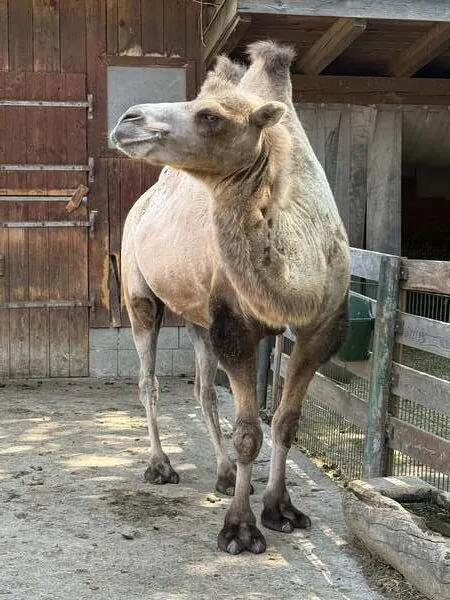 Kamel steht vor einem Holzstall im Eselpark Maltatal
