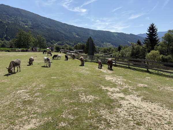 Übersicht der großen Wiese im Eselpark Maltatal mit weidenden Eseln vor Bergkulisse
