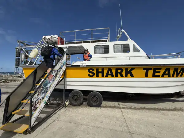 Einstieg über die Treppe auf das Shark Team Boot in Gansbaai vor dem Hai-Käfigtauchen