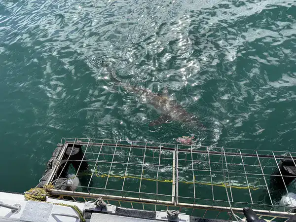 Hai direkt am Käfig beim Hai-Käfigtauchen in Gansbaai, Draufsicht vom Boot