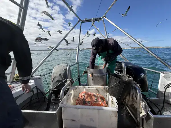 Crew von White Shark Projects lockt die Haie mit Fisch beim Hai-Käfigtauchen in Gansbaai an