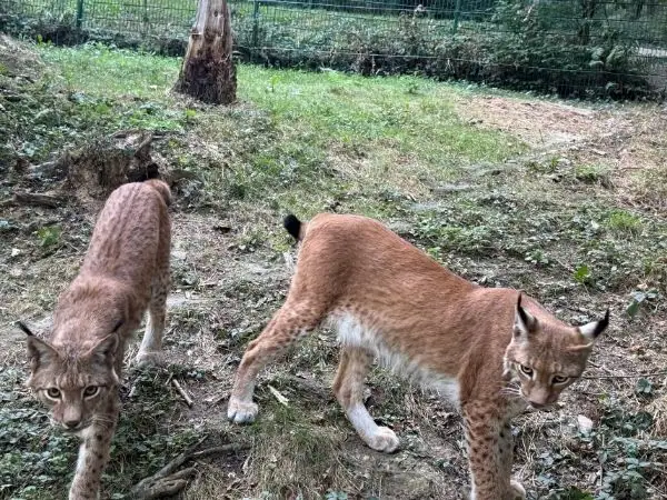 Zwei Luchse im Gehege des Tierparks Buchenberg