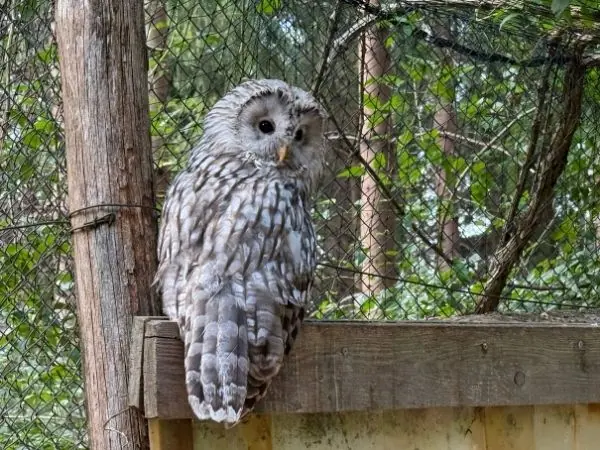 Blick in ein Tiergehege im Tierpark Buchenberg, in das Besucher nah herantreten dürfen
