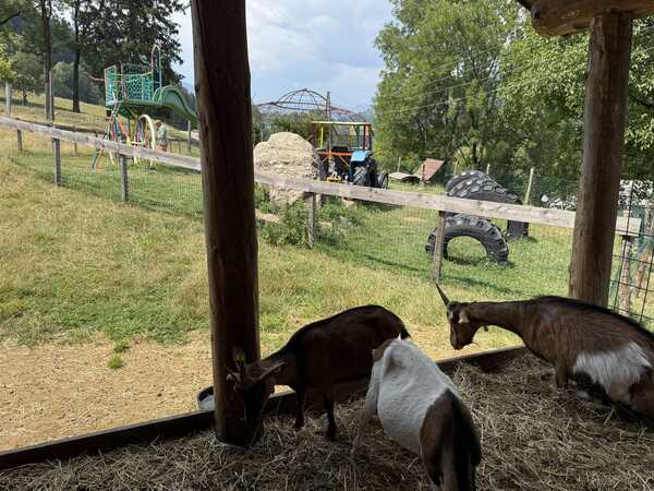 Drei Ziegen fressen Heu im Streichelzoo-Unterstand, im Hintergrund ein Spielplatz