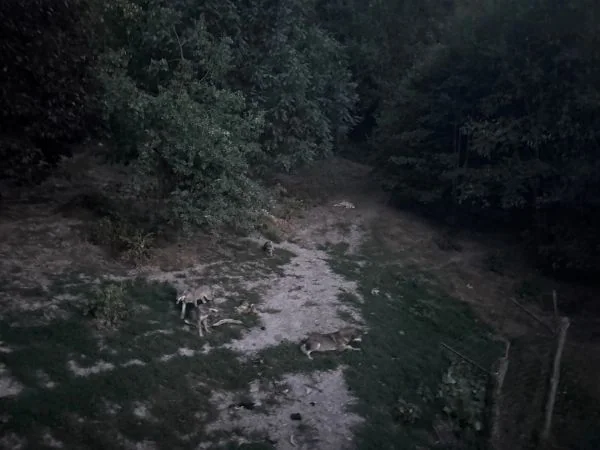 Wolfsrudel bei Dunkelheit im Tierpark Buchenberg, mit Taschenlampe fotografiert
