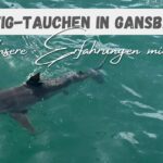 Beitragsbild mit dem Titel: Hai-Käfig-Tauchen in Gansbaai - Unsere Erfahrungen mit Kind. Und einem Hai im Wasser im Hintergrund