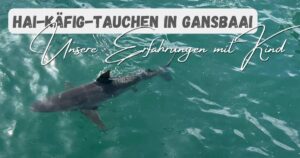 Beitragsbild mit dem Titel: Hai-Käfig-Tauchen in Gansbaai - Unsere Erfahrungen mit Kind. Und einem Hai im Wasser im Hintergrund