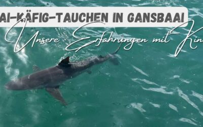 Hai-Käfigtauchen mit Kindern in Gansbaai: unser Erlebnis mit White Shark Projects