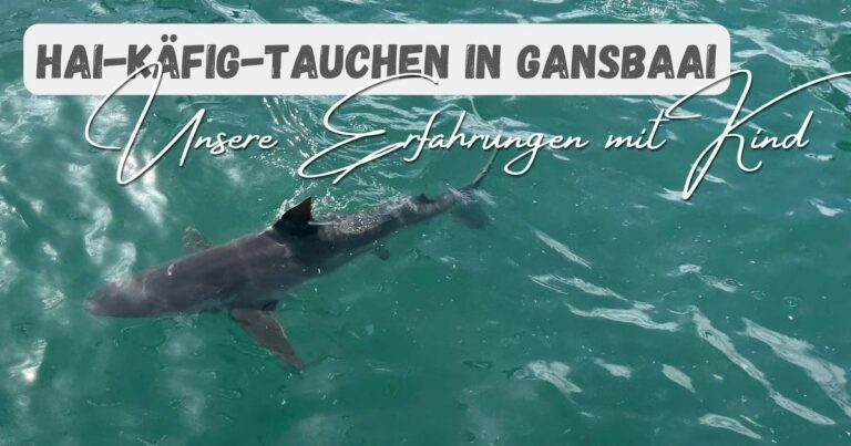 Beitragsbild mit dem Titel: Hai-Käfig-Tauchen in Gansbaai - Unsere Erfahrungen mit Kind. Und einem Hai im Wasser im Hintergrund