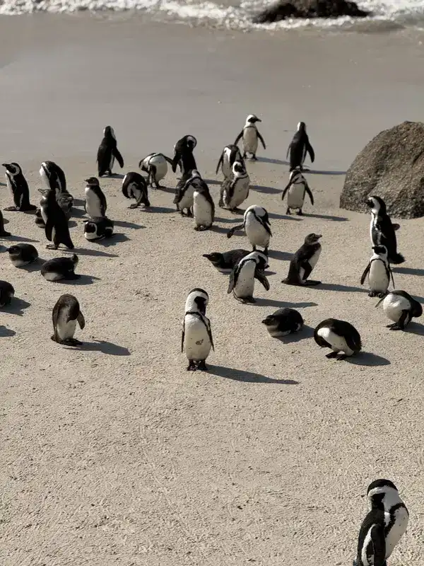 Große Pinguinkolonie am weißen Sandstrand von Boulders Beach