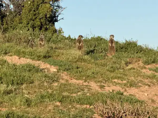 Vier Erdmännchen der Buffelsdrift Game Lodge stehen aufrecht auf einem Hügel
