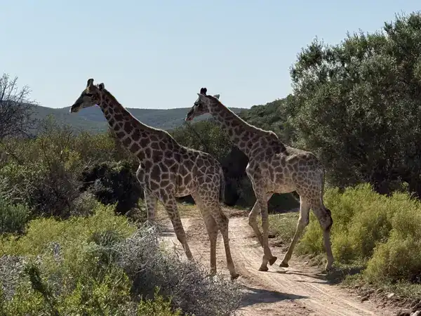 Zwei Giraffen überqueren gemeinsam die Sandpiste im Naturreservat der Buffelsdrift Game Lodge