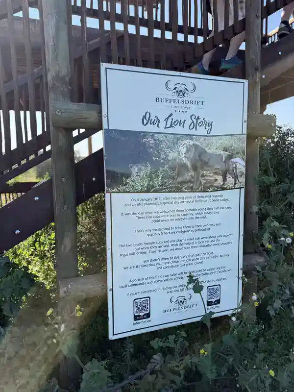 Infoschild "Our Lion Story" der Buffelsdrift Game Lodge mit Hintergrundgeschichte der drei Löwen