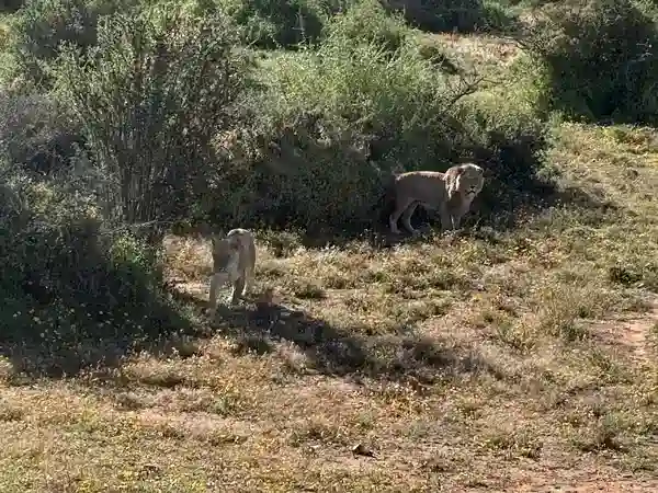 Löwe und Löwin stehen zusammen im Buschgehege der Buffelsdrift Game Lodge