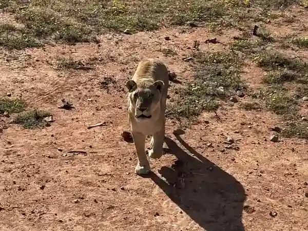 Löwin läuft direkt auf die Kamera zu im Löwengehege der Buffelsdrift Game Lodge