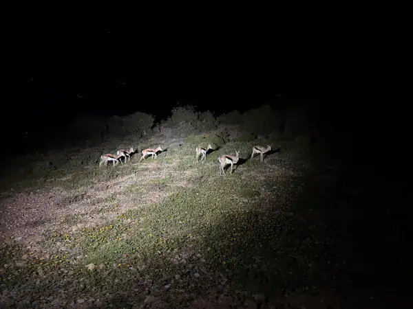 Springbock-Herde im Scheinwerferlicht bei der Nachtsafari der Buffelsdrift Game Lodge