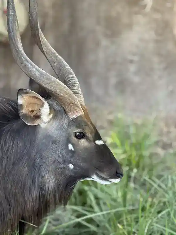 Nahaufnahme eines Nyala mit gedrehten Hörnern auf dem Gelände der Buffelsdrift Game Lodge