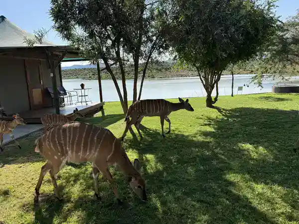 Nyala-Antilopen grasen direkt vor einem Zelt der Buffelsdrift Game Lodge am Wasserloch