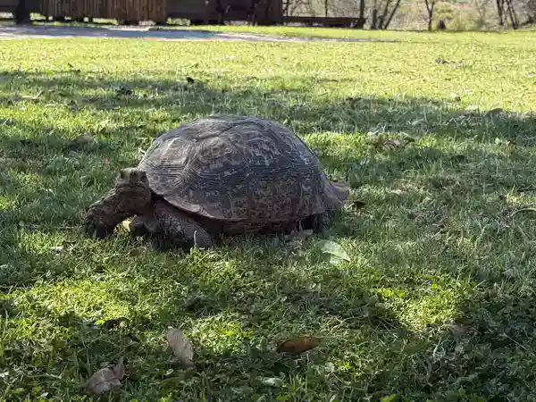 Schildkröte läuft über die Rasenfläche zwischen den Zelten der Buffelsdrift Game Lodge