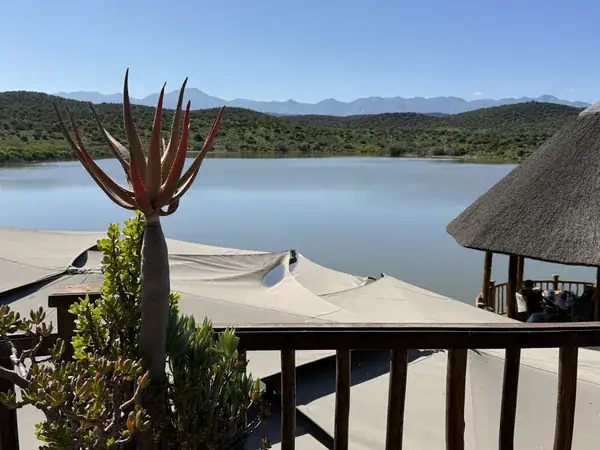 Blick von der Restaurant-Terrasse der Buffelsdrift Game Lodge über das Wasserloch mit Aloe-Pflanze im Vordergrund