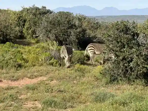 Zwei Zebras grasen im Buschland der Buffelsdrift Game Lodge mit Bergen im Hintergrund