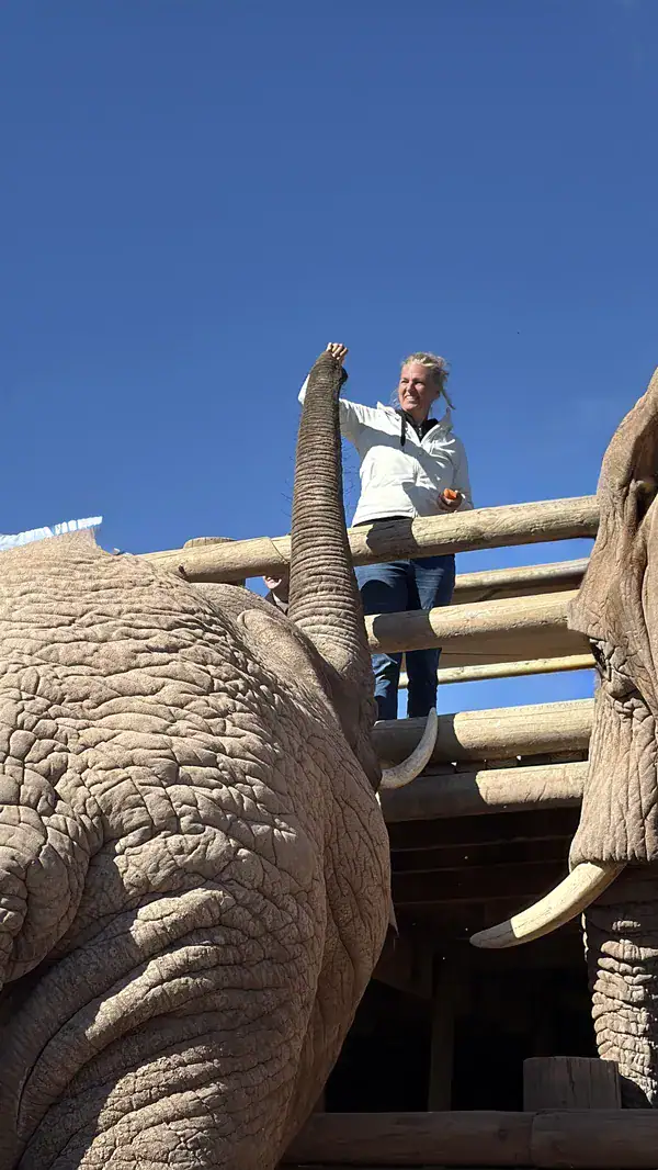 Elefanten werden bei der Buffelsdrift Game Lodge gefüttert