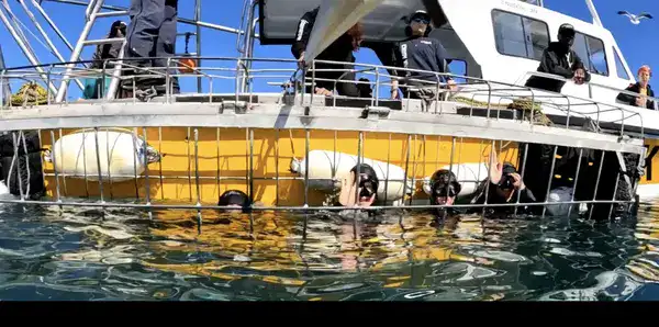 Gruppe im Käfig beim Hai-Käfigtauchen in Gansbaai, Blick vom Boot auf das Wasser