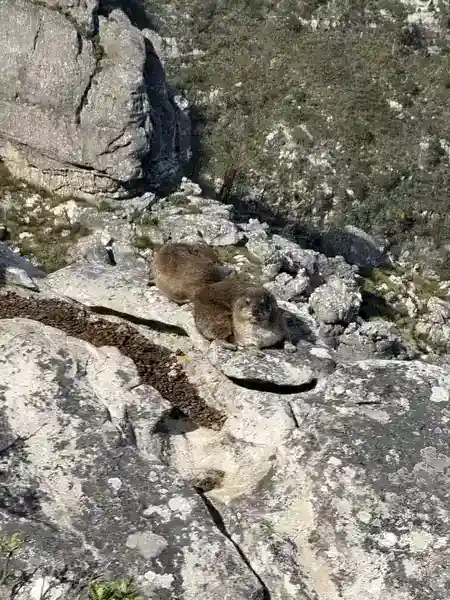 Klippschliefer (Dassie) auf einem Felsen am Tafelberg