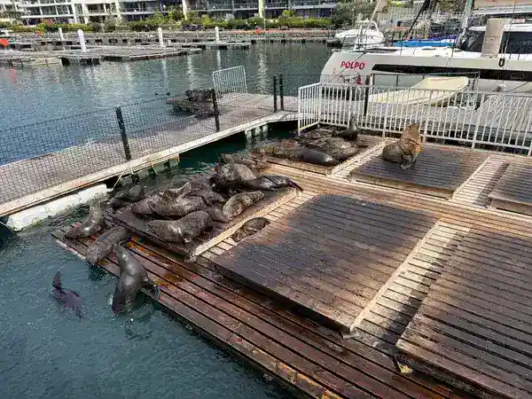 Kapfelle (Robben) auf einem Steg in der Marina bei der V&A Waterfront